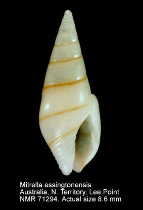 Mitrella essingtonensis (12).jpg - Mitrella essingtonensis(Reeve,1859)